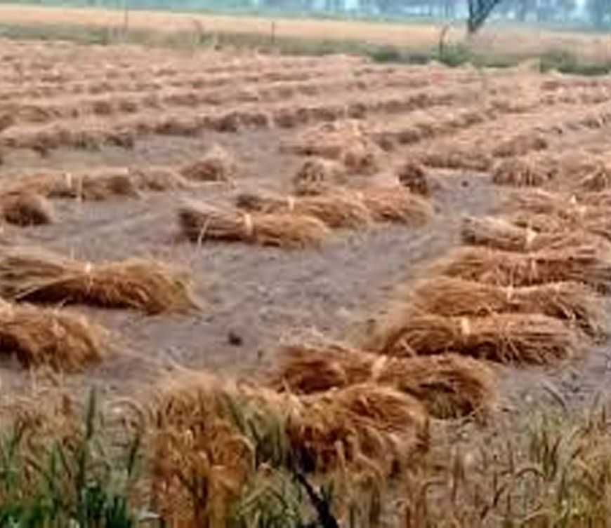 राजस्थान में मौसम का महा-अलर्ट, ओलावृष्टि से सरसों और जीरे की फसलें तबाह, 2 अप्रैल से फिर सक्रिय होगा नया सिस्टम