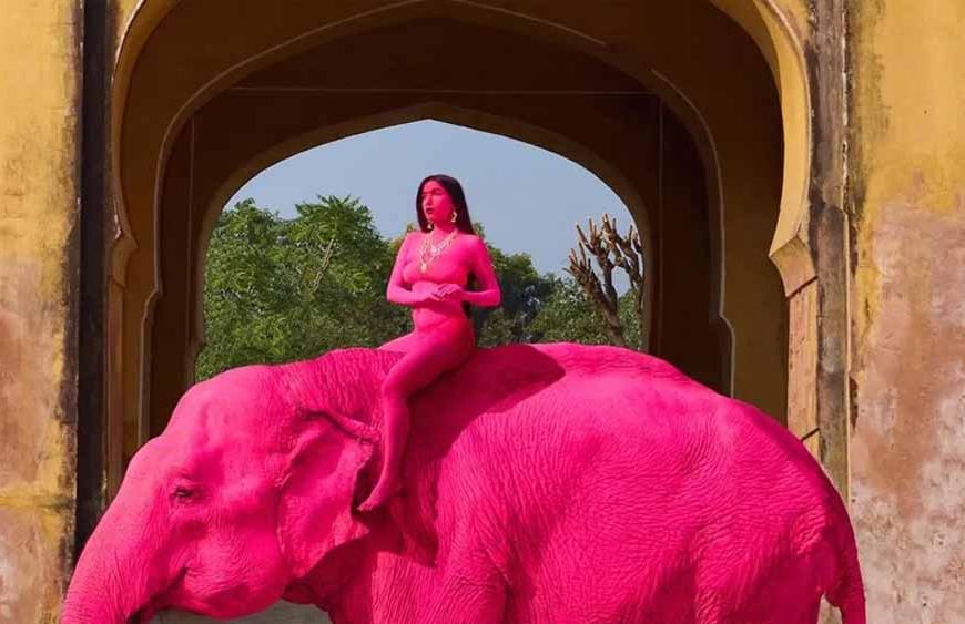 जयपुर में ‘गुलाबी हाथी’ फोटोशूट पर बवाल, विदेशी फोटोग्राफर को लोगों ने घेरा