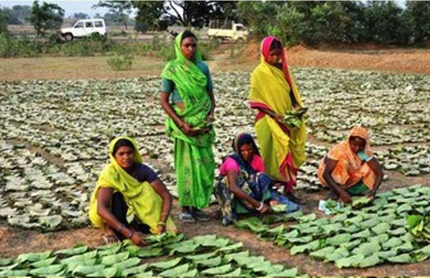 छत्तीसगढ़ में तेंदूपत्ता संग्रहण का बड़ा लक्ष्य: 16 लाख बोरा, 51 समितियां जिम्मेदार