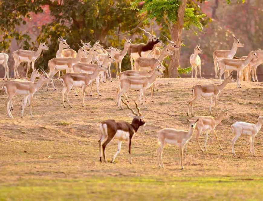 वन विभाग की बड़ी उपलब्धि : बारनवापारा का रामपुर ग्रासलैंड फिर हुआ काले हिरणों से आबाद