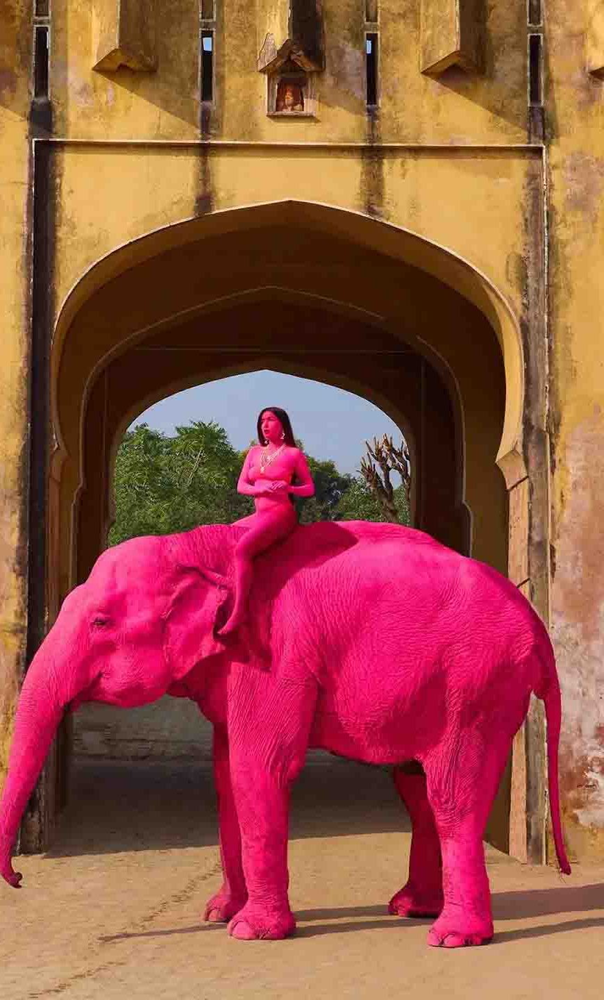 पिंक सिटी के फोटोशूट पर गहराया विवाद, गुलाबी रंग में रंगी गई हथिनी की मौत के बाद जांच शुरू