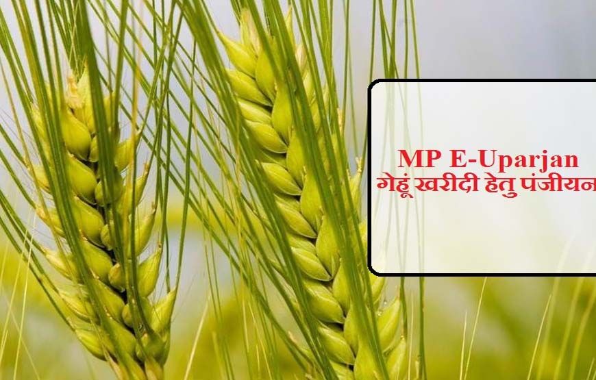 अनूपपुर जिले में गेहूँ उपार्जन 15 अप्रैल से प्रारंभ, 6 केंद्र निर्धारित