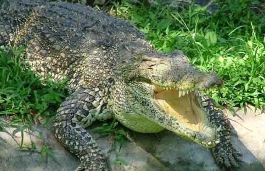 पीलीभीत,मौत के जबड़े से बेटे को खींच लाया पिता, निहत्थे होकर मगरमच्छ से भिड़ गए प्रेम शंकर