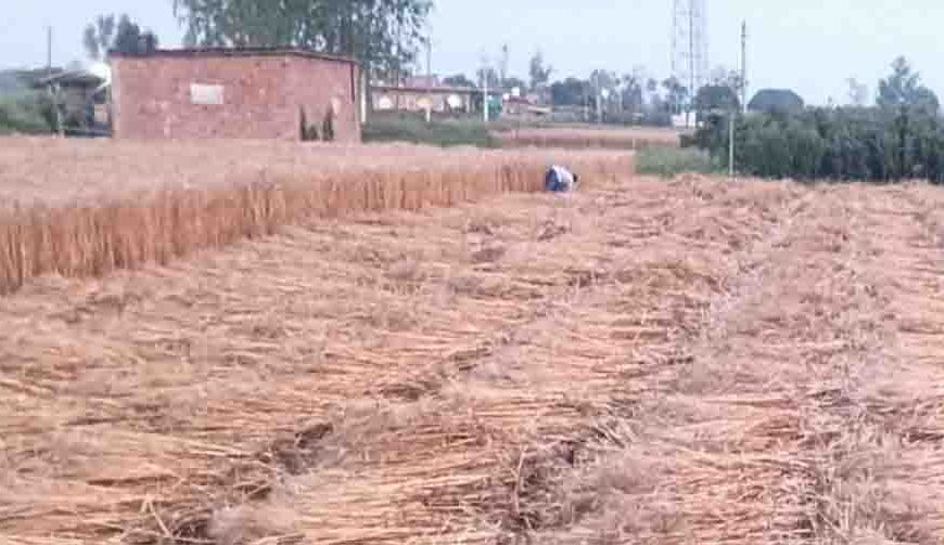 हरियाणा के कई जिलों में ओलावृष्टि और बारिश, मौसम विभाग ने जारी किया ऑरेंज अलर्ट