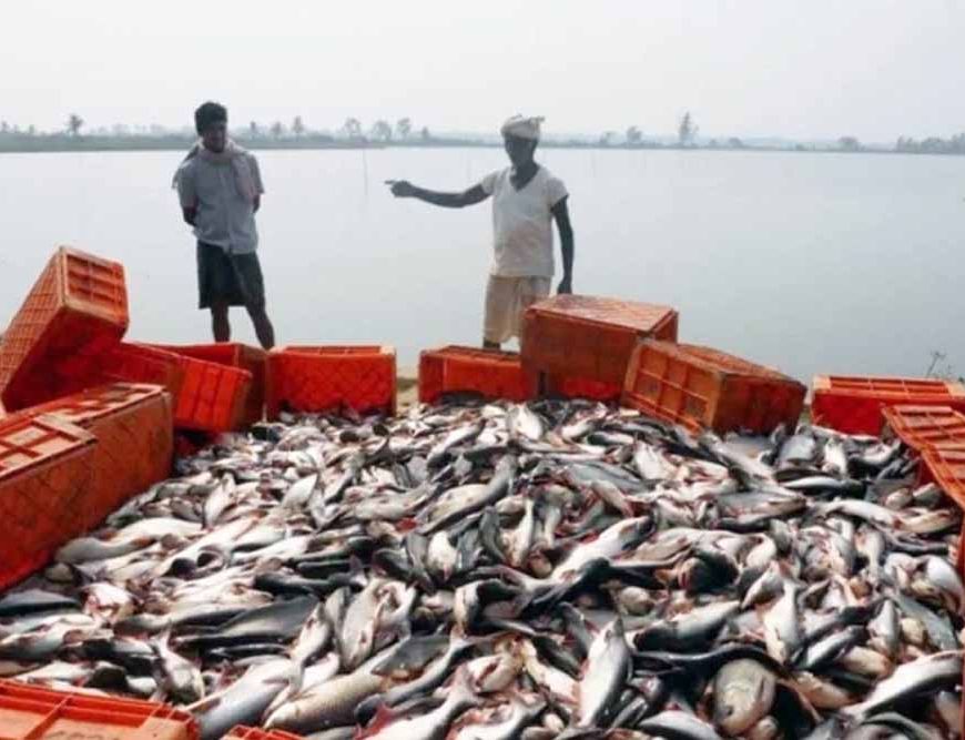मछली उत्पादन में 45% की छलांग, अब झींगा पालन से ‘नीली क्रांति’ की तैयारी