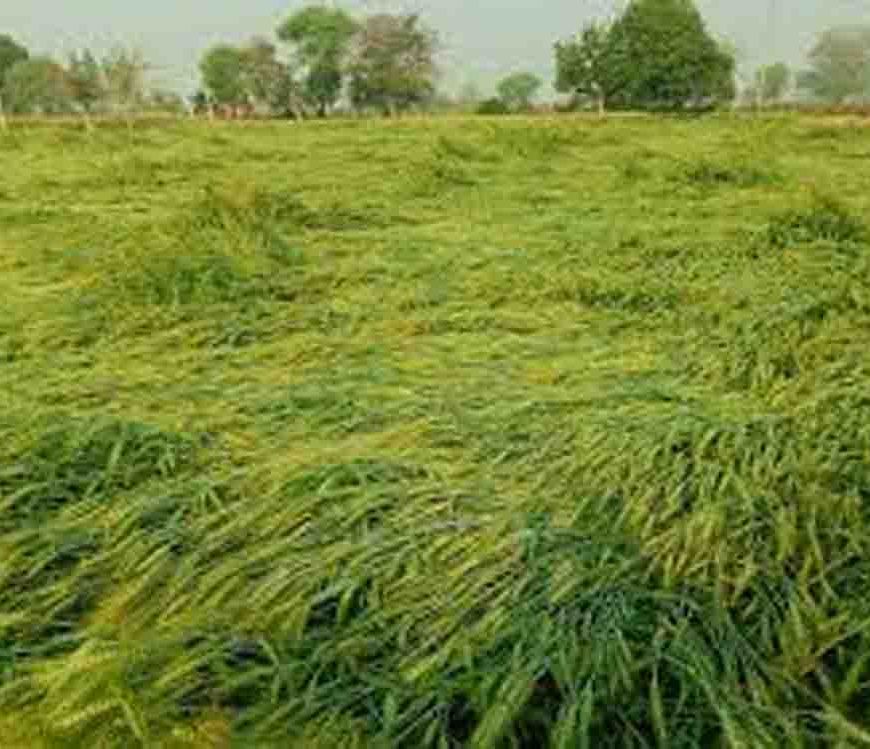 राजस्थान में तूफानी बारिश और आंधी का कहर, जयपुर में दो की मौत और फसलों को भारी नुकसान