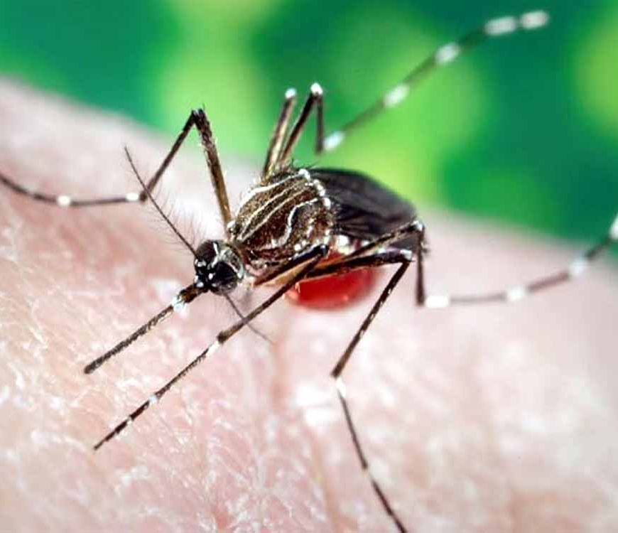 लुधियाना में डेंगू का खतरा बढ़ा, मरीजों की संख्या 100 के पार