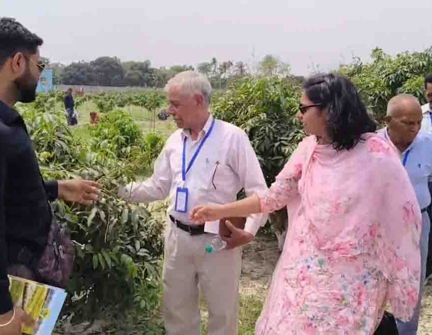 मुजफ्फरपुर की शाही लीची का पंजाब में जलवा, पठानकोट के किसान सीख रहे हाई डेंसिटी प्लांटेशन के गुर
