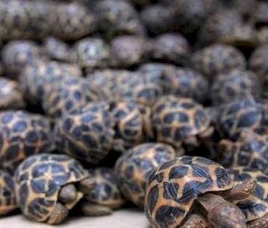 रेल मार्ग से दुर्लभ प्रजाति के वन्यजीवों की तस्करी का बड़ा नेटवर्क एक्सपोज