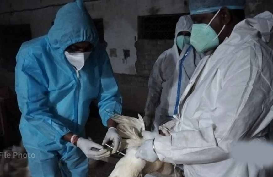 बिलासपुर में बर्ड फ्लू अलर्ट: जांच के लिए AIIMS टीम पहुंची, 10 किमी दायरे में सर्वे शुरू