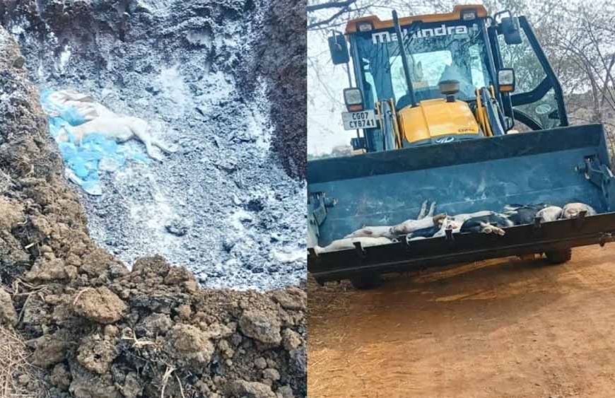 छत्तीसगढ़ में अफ्रीकन स्वाइन फीवर का कहर: 200 सूअरों की मौत, रिपोर्ट पॉजिटिव आते ही फार्म सील