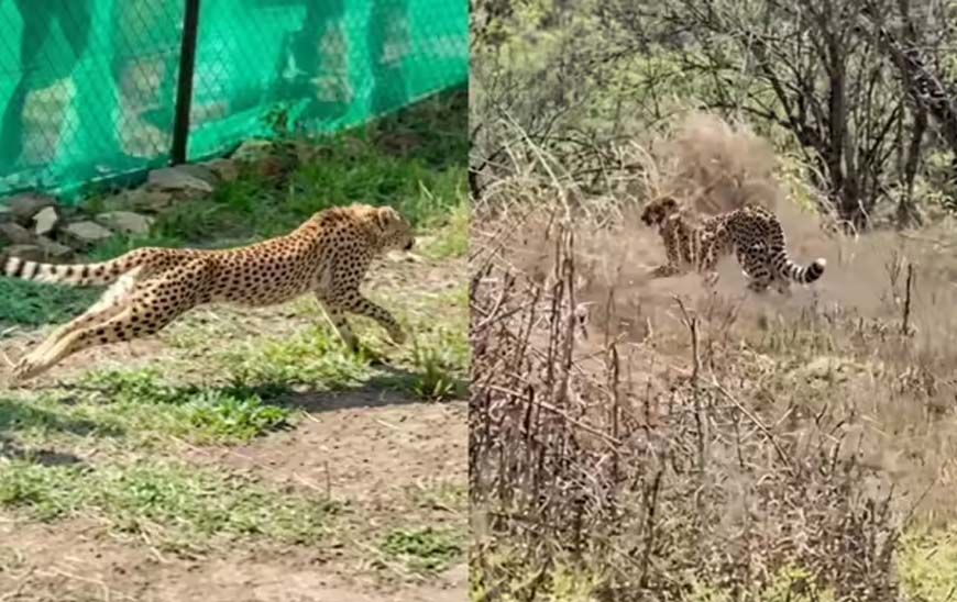 कूनो में फिट और एक्टिव हैं बोत्सवाना के चीते, 6 का क्वारंटाइन खत्म, बड़े बाड़ों में लगाई पहली छलांग