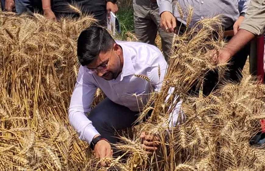 खेत में उतरे DM साहब: Anshul Kumar ने खुद काटा गेहूं, जिले में चर्चा तेज