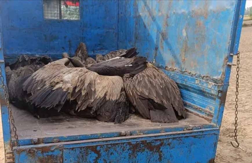 यूपी में रहस्यमयी घटना: आसमान से गिरे 28 गिद्ध, तड़प-तड़प कर मौत से दहशत
