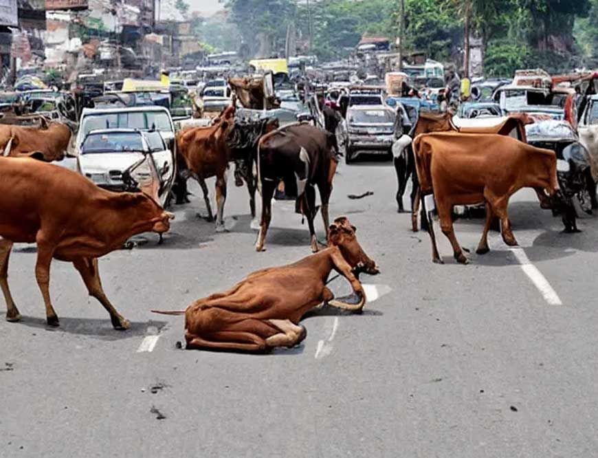 मध्य प्रदेश के 40 लाख आवारा पशुओं को मिलेगा 12 अंकों का खास कोड, केसरिया टैग से होगी पहचान