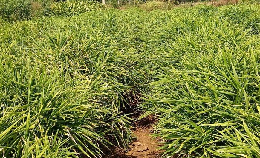 एक जिला एक उत्पाद योजना से बदली तस्वीर, अदरक की खेती से दोगुना मुनाफा कमाया