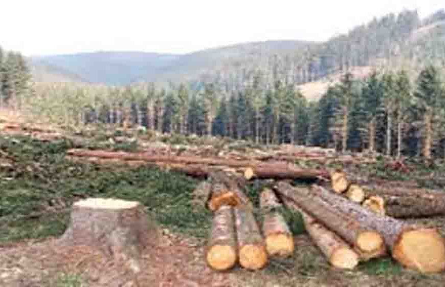 पंचकूला के जंगलों से 1148 खैर के पेड़ों की तस्करी, आईएफएस अधिकारी समेत तीन पर केस दर्ज करने के आदेश