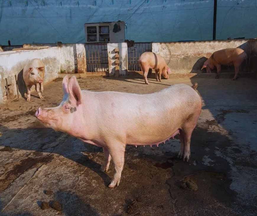 ₹18 हजार से शुरू हुआ सफर: पिग फार्मिंग से शिव राम की ₹3 लाख तक की कमाई