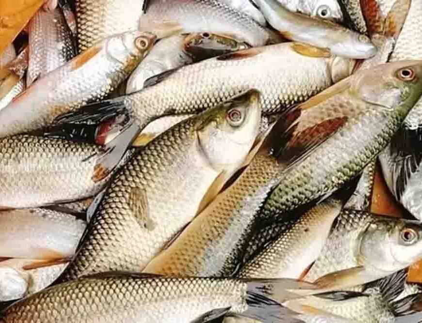 पटना बनेगा पूर्वी भारत का फिशरीज हब, नंदलाल छपरा में खुलेगा राष्ट्रीय मत्स्य विकास बोर्ड का क्षेत्रीय कार्यालय