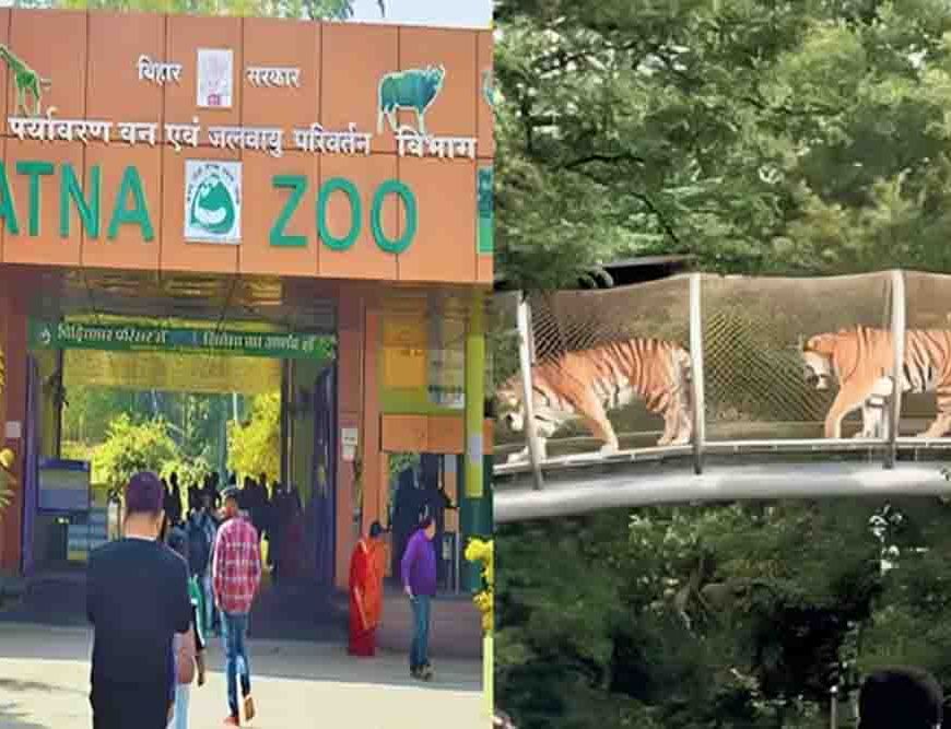 पटना जू में जल्द दहाड़ेगी सफेद बाघिन, दिल्ली और रोहतक से आएंगे कई नए दुर्लभ वन्यजीव
