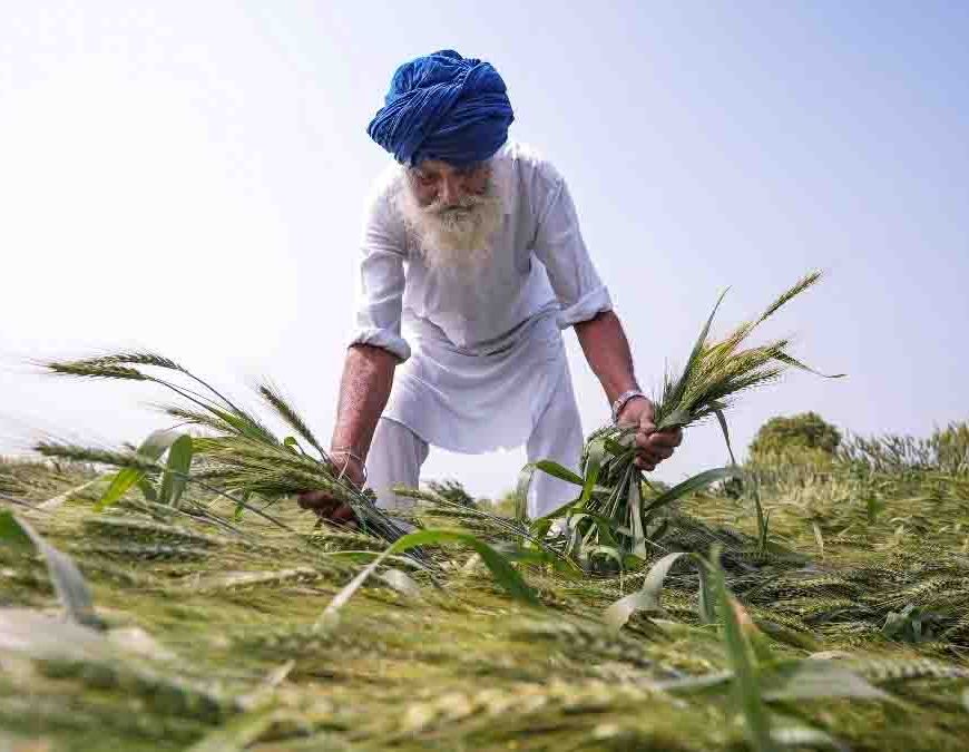 यूपी में बेमौसम बारिश और ओलों का कहर,गेहूं की 40% फसल बर्बाद, किसानों के समर्थन में मैदान में उतरे CM योगी