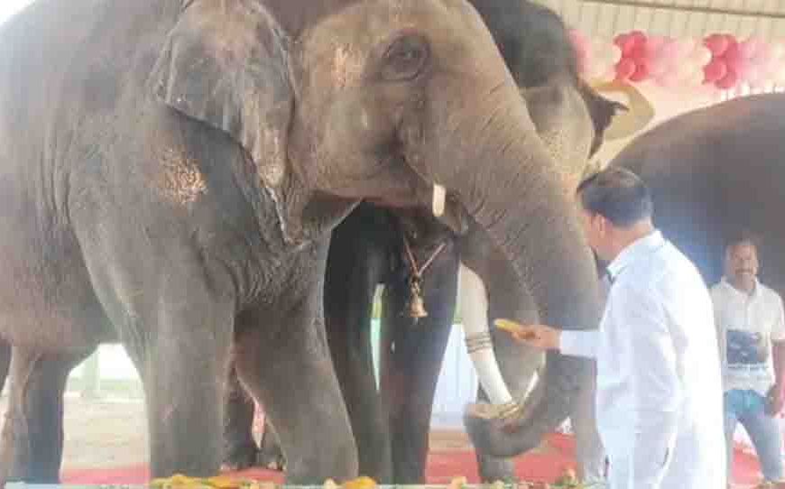 जयपुर के हाथी गांव में मना अनंत अंबानी का जन्मदिन, हाथियों ने काटा ढाई फीट ऊंचा केक और 3000 किलो फलों की उड़ाई दावत