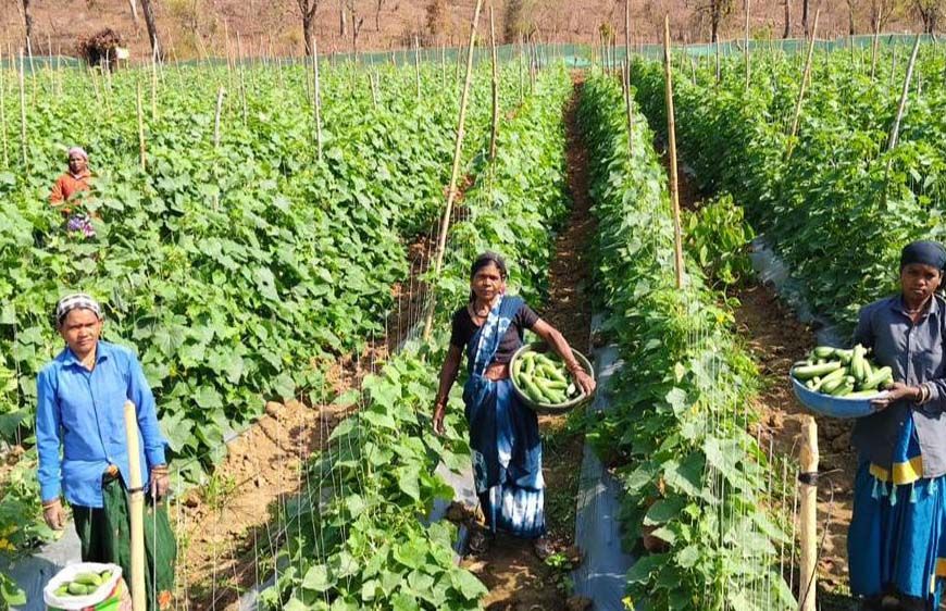 खीरा की खेती ने बदली सुभद्रा की जिंदगी, बिहान योजना से बनी लखपति दीदी