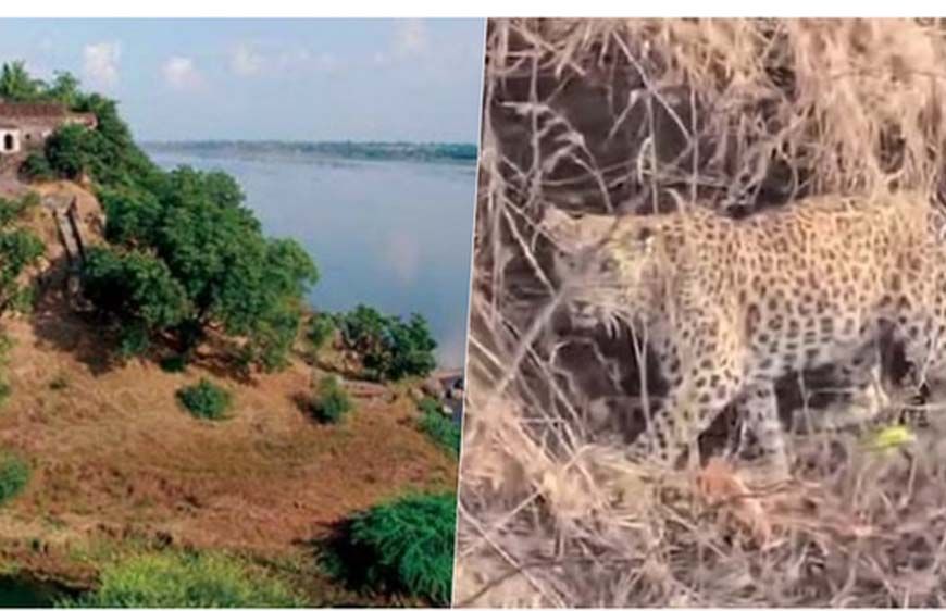 नर्मदा में बोटिंग के दौरान चट्टानों पर आराम करता दिखा तेंदुआ, पर्यटकों में मची हलचल