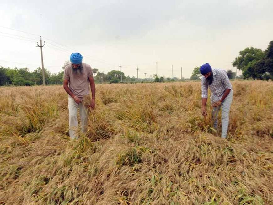 पंजाब में गेहूं पर मौसम की मार! विशेषज्ञों ने भारी नुकसान की जताई आशंका