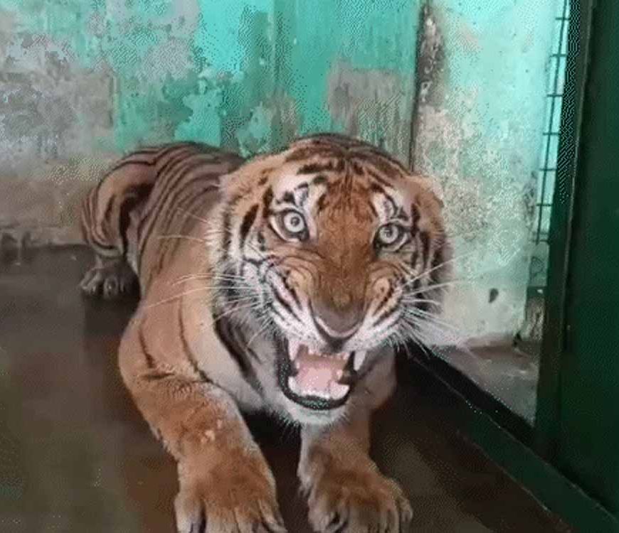 कानन में खास खुराक: बाघ-बाघिन को चिकन, 17 दिन बाद सांपों को मिले चूजे