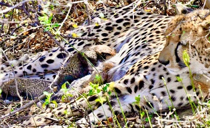 कूनो से फिर मिली बड़ी खुशखबरी, चीता गामिनी ने 4 शावकों को दिया जन्म