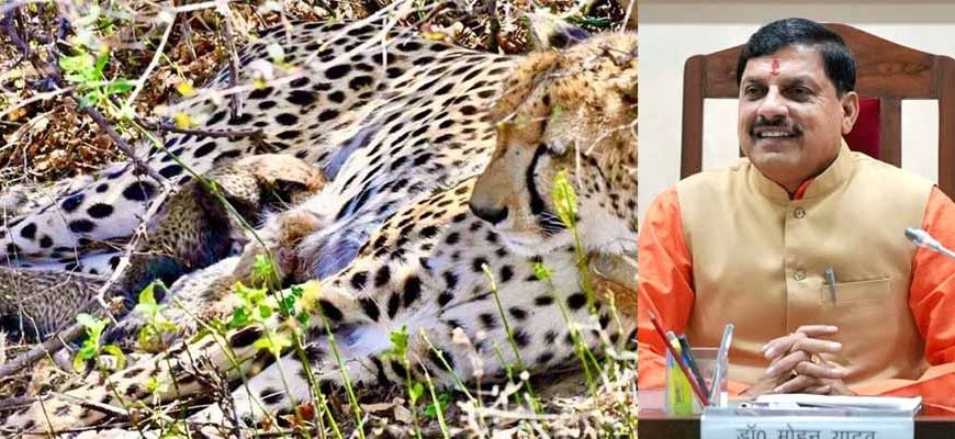 कूनो में खुशखबरी: मादा चीता गामिनी ने दिए 4 शावकों को जन्म, मुख्यमंत्री डॉ. यादव ने दी बधाई