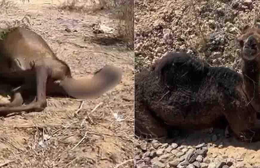 जैसलमेर में दर्दनाक हादसा: ट्रेन से मरी ऊंटनी के पास 3 दिन तक रोता रहा बच्चा