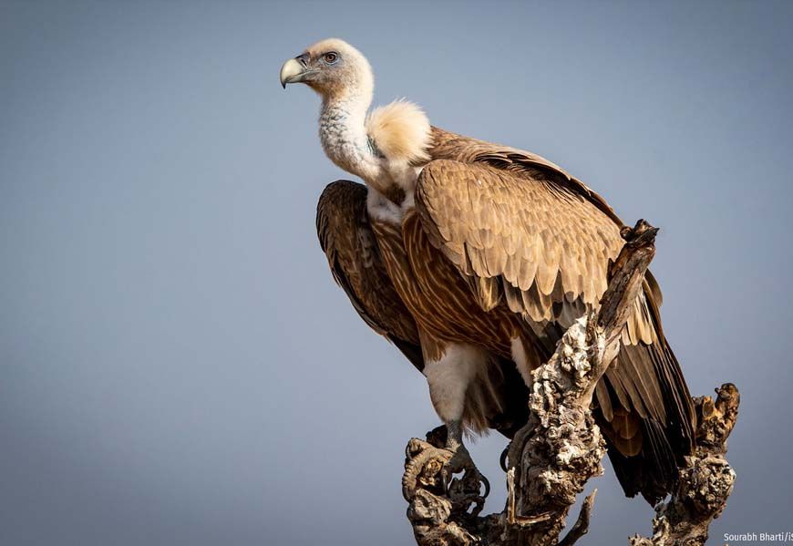 वन विहार हो रहा है गिद्ध संरक्षण के अंतर्राष्ट्रीय उत्कृष्टता केंद्र के रूप में स्थापित