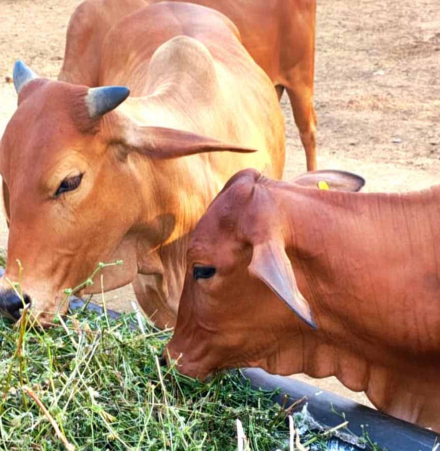 गोरस मोबाइल ऐप से पशुपालकों को मिलेगी जानकारी, बढ़ेगा दूध उत्पादन, पशुपालकों की आय में होगा इजाफा