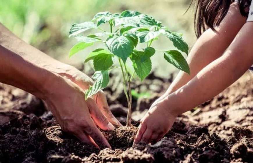 शहर को ग्रीन बनाने के लिए लगाए जाएंगे 25 लाख पौधे, 2 साल में पूरा होगा लक्ष्य, ठेकेदार की देखरेख में होगी प्रक्रिया