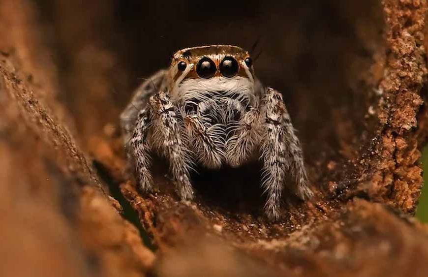 जैसलमेर में नई मकड़ी प्रजाति ‘मोग्रस शुष्का’ की खोज, वैज्ञानिकों को बड़ी सफलता