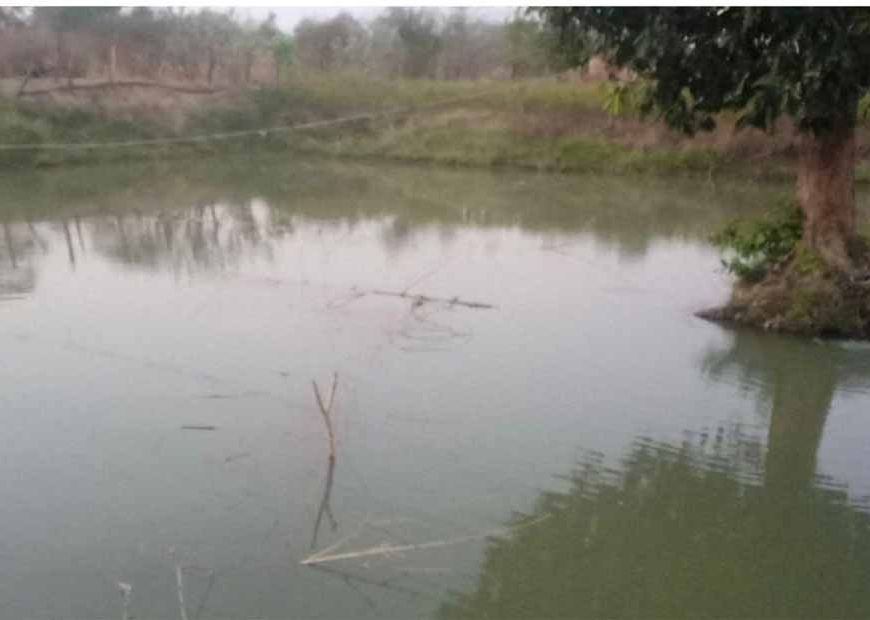 डबरी, मछली पालन और बहुफसली खेती से बदली तकदीर—सगनू बने गांव के प्रेरणास्रोत