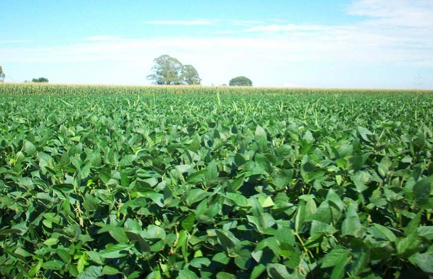 रायपुर : यूरिया का प्रभावी विकल्प बन रही हरी खाद, जशपुर में 600 हेक्टेयर में प्रदर्शन