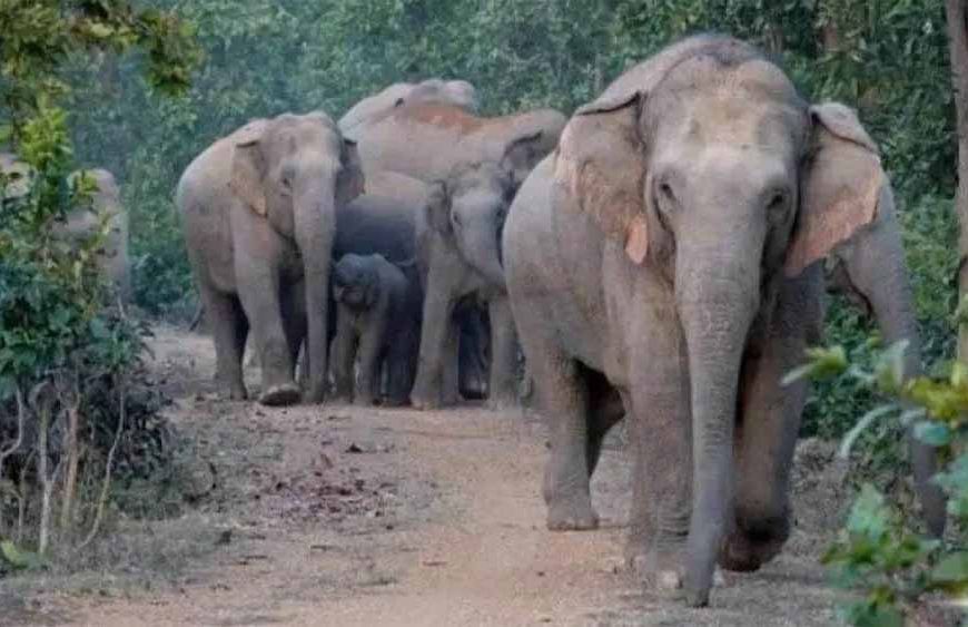 दलमा सेंचुरी में 3 साल बाद लौटा हाथियों का कुनबा: पुराने कॉरिडोर से पहुंचे 38 हाथी