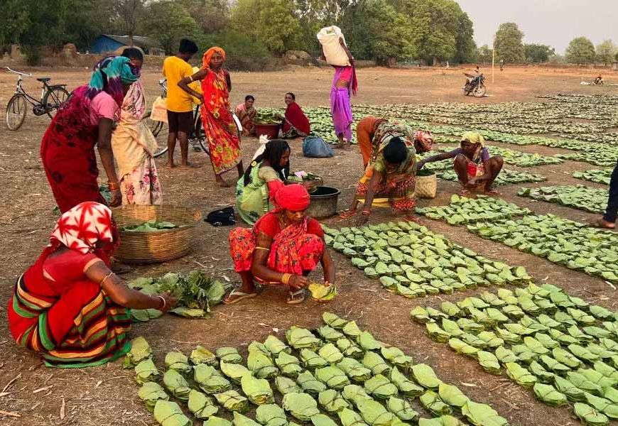 तेंदूपत्ता तुड़ाई से 31 हजार परिवारों को मिलेगा रोजगार, सरकार ने पूरी की सभी तैयारियां