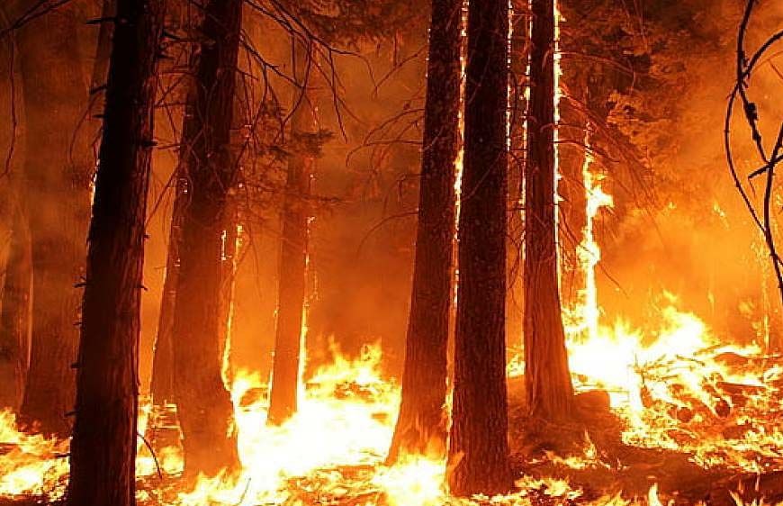 मध्य प्रदेश के जंगलों में धधकती आग, हर दिन 60 जगह जल रही है, अमरकंटक के बाद इन शहरों पर बढ़ा खतरा