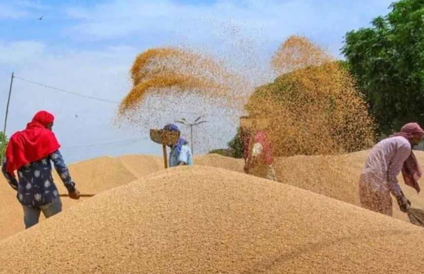 एक लाख 45 हज़ार 71 किसानों से की जा चुकी है 63 लाख 27 हजार 410 क्विंटल गेहूँ की खरीदी : मंत्री राजपूत