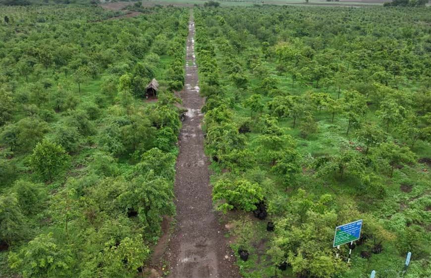 गांधीसागर बांध: 1.5 करोड़ पेड़ों में 65 लाख लोगों को ऑक्सीजन देने की क्षमता