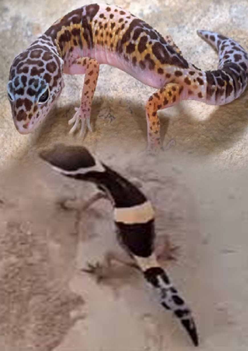 अबूझमाड़ के जंगलों में दिखा दुर्लभ लेपर्ड गेको, जवानों की नाइट पेट्रोलिंग में कैद हुआ अनोखा वीडियो