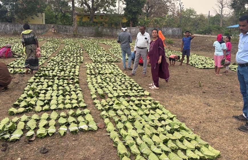 हरा सोना संग्राहकों की आय बढ़ाने के लिए बड़ा कदम, 920 करोड़ रुपए का होगा संभावित भुगतान