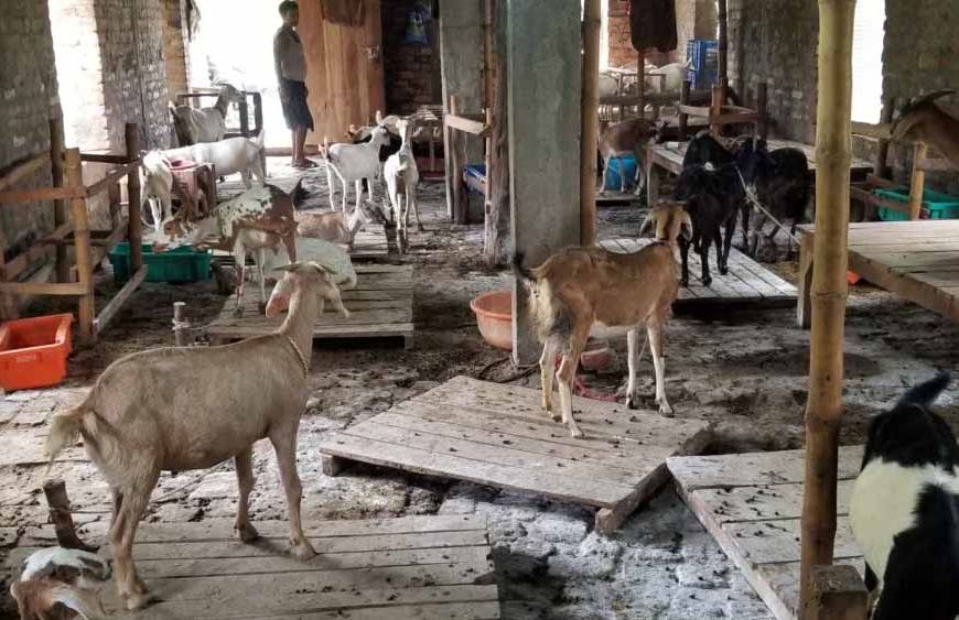 Bihar में हैरान करने वाला घोटाला: बकरी को बकरा बनाकर बेच रहे कसाई, फेविक्विक से किया लिंग बदलने का खेल