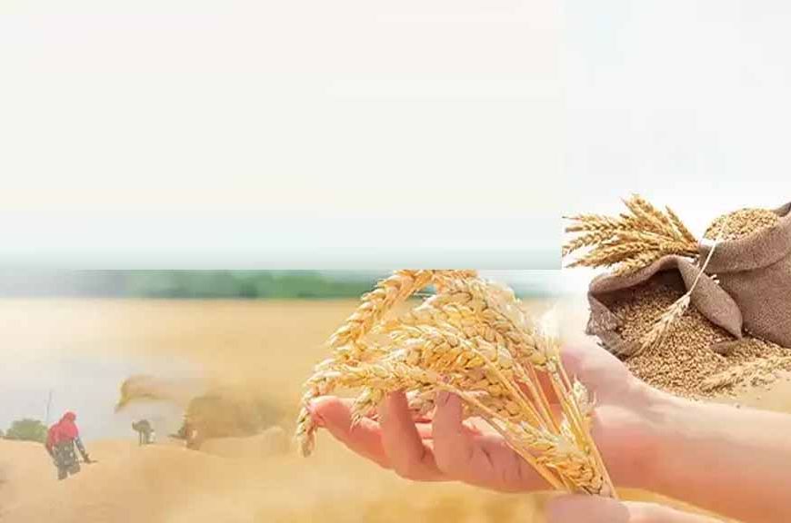 Group-D कर्मचारियों के लिए बड़ी खुशखबरी: सरकार देगी गेहूं खरीद पर ब्याज-मुक्त ऋण