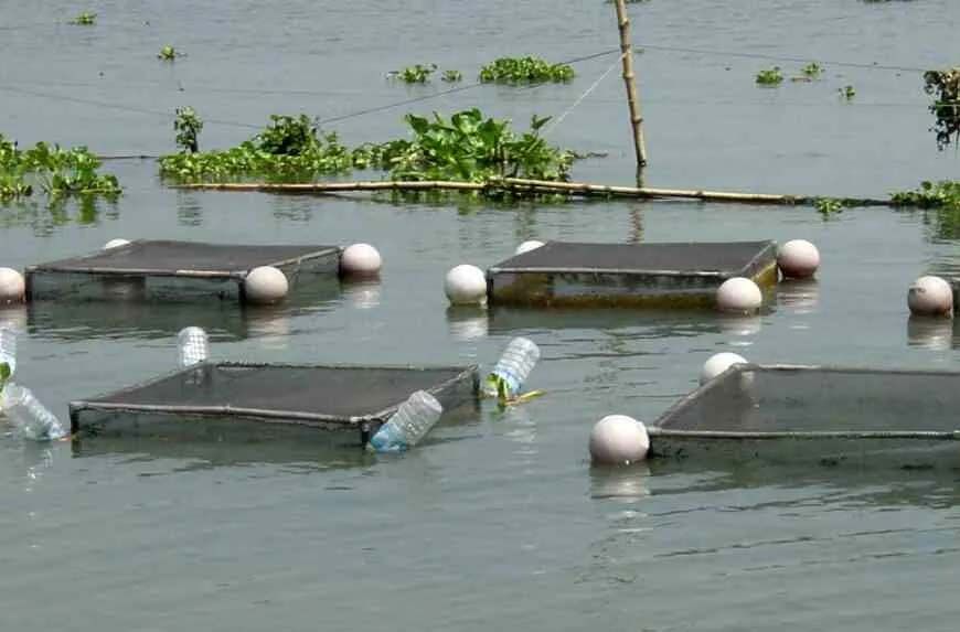 अम्बिकापुर : मत्स्य पालन हेतु जलाशयों का 10 वर्षीय लीज आबंटन के लिए आवेदन आमंत्रित