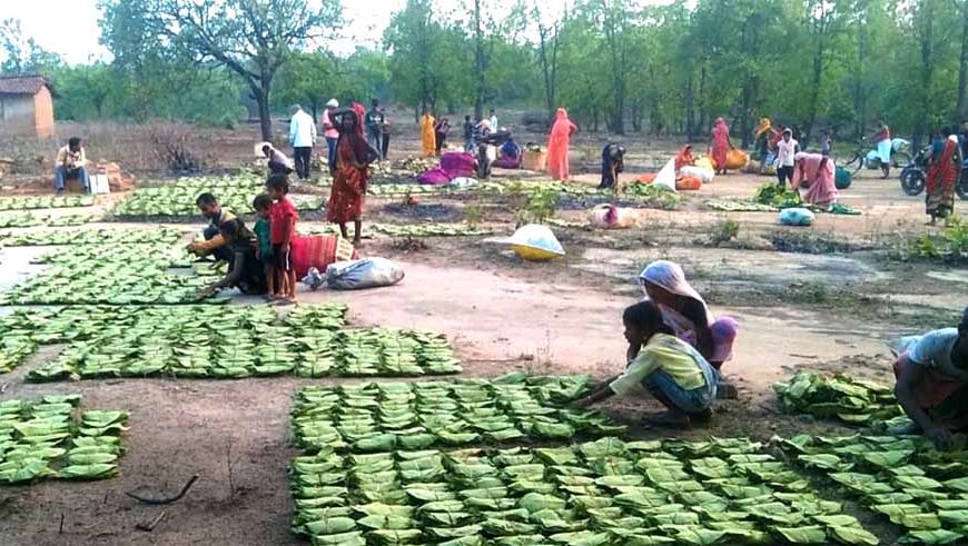 महिला तेंदूपत्ता संग्राहकों के सशक्तिकरण के लिये प्रदेश में संवेदनशील और दूरदर्शी नीतियां : मुख्यमंत्री डॉ. यादव